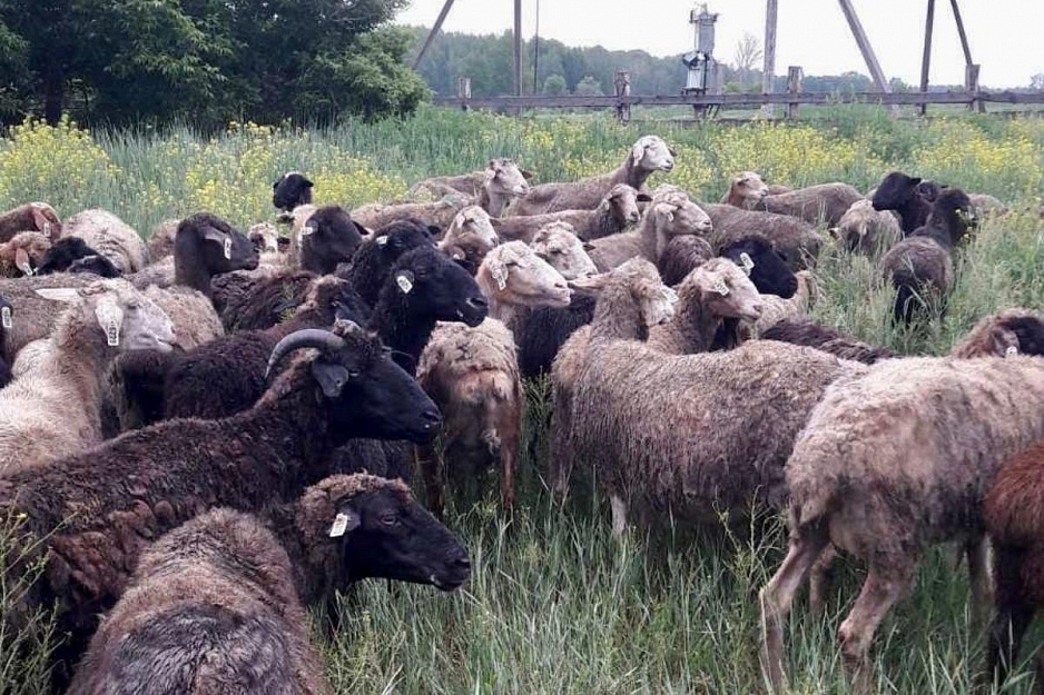  В Зауралье на фермерском подворье «Андреевская слобода»  увеличивается овечье стадо